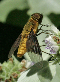 Chrysanthrax cypris